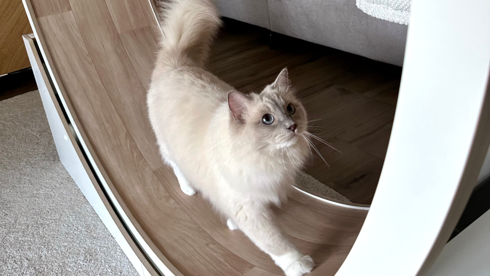 Warum Bewegung auch die Seele deiner Katze stärkt