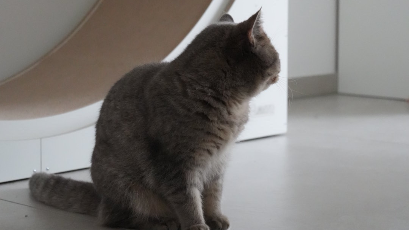 Die perfekte Eingewöhnung: So gewöhnt sich deine Katze an das Katzenlaufrad