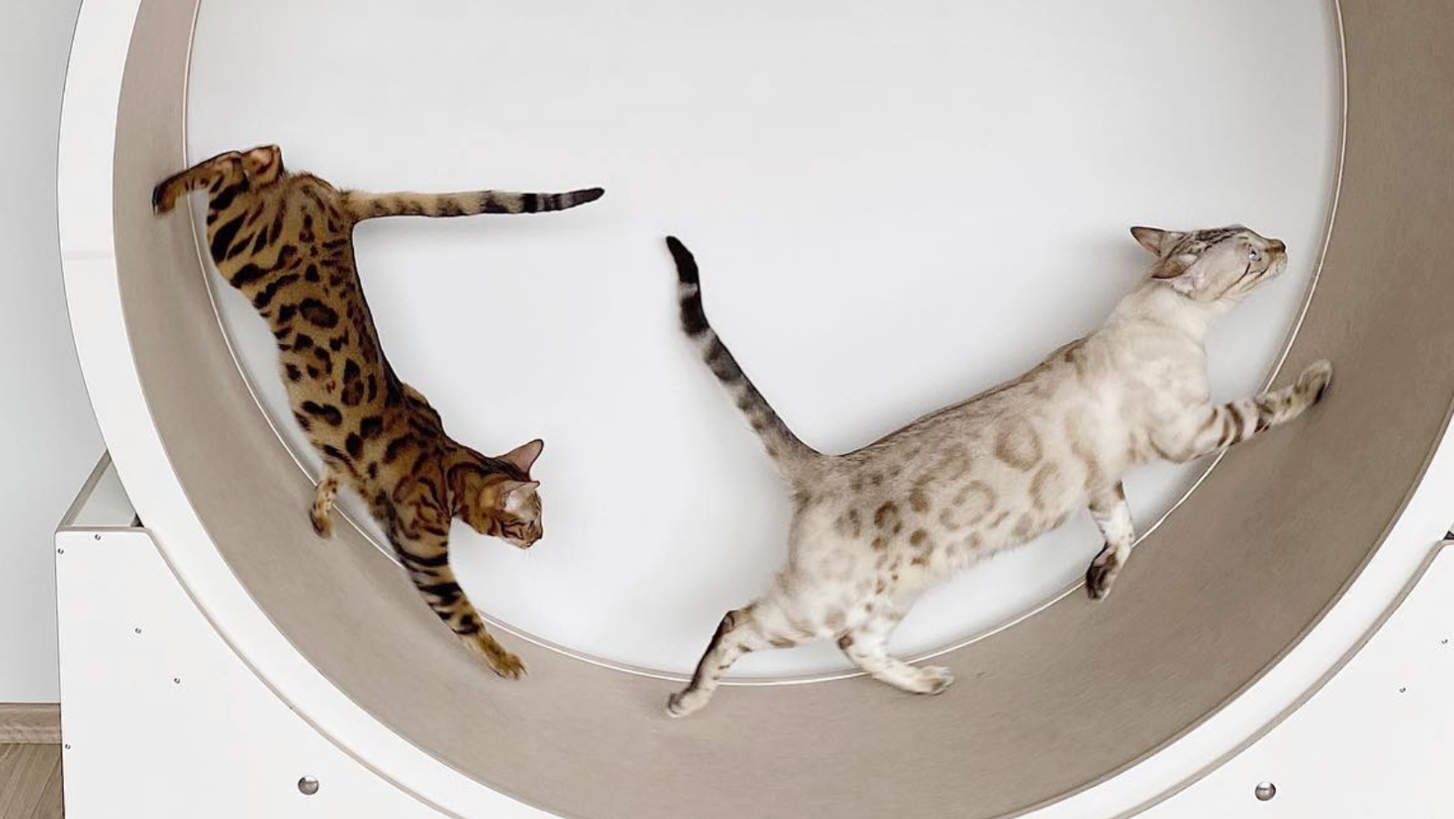 Gesunde Katzen, glückliche Katzen: Warum Bewegung für Wohnungskatzen so wichtig ist