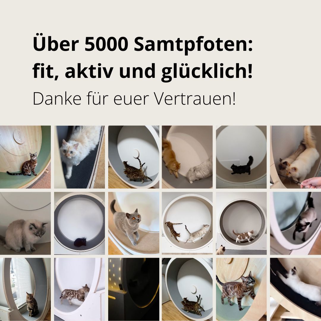 Elmato Katzenlaufrad Rocky Standmodell